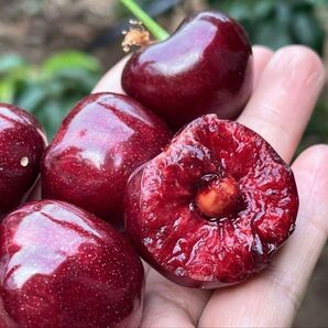 シーズン初入荷〜アメリカンチェリー さくらんぼ チェリー 箱込み1kg