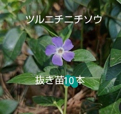 ツルニチニチソウの抜き苗20本 根付き