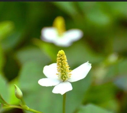 どくだみの花 100以上 ネコポスで