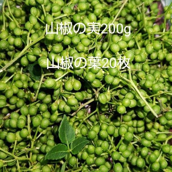 山椒の実 200g 山椒の葉 オマケ20枚 無農薬