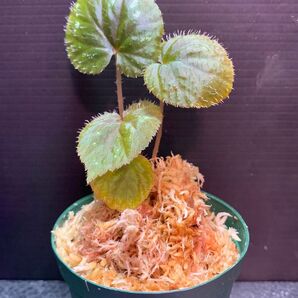Begonia lugonis◯ベゴニア ルゴニス◯仔株