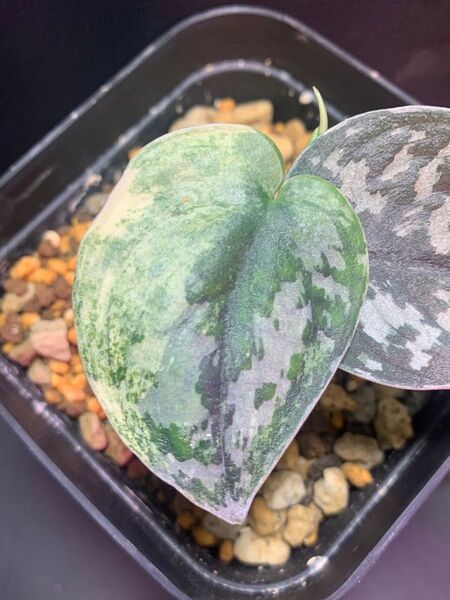 ScindapsusPictusvariegata“Mayari“◯スキンダプサス マヤリ