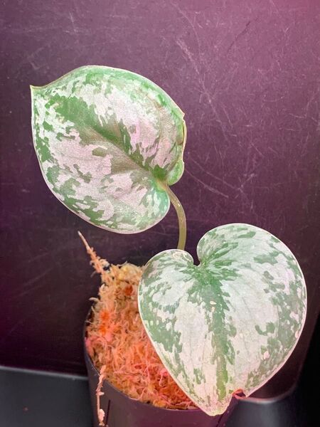 Scindapsus pictus "Padang" 【TB】 増殖株
