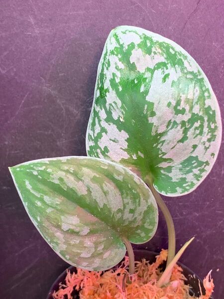 Scindapsus pictus "Padang" 【TB】 増殖株