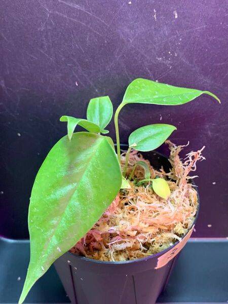 Anthurium Veitchii◯アンスリウム ベイチー ③