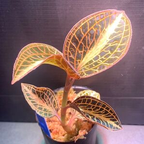 Anoectochilus roxburghii'Golden Heart' 2号大きめ株 ①