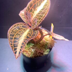 Anoectochilus roxburghii'Golden Heart' 2号大きめ株 ②
