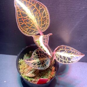Anoectochilus roxburghii'Golden Heart' 2号大きめ株 ⑤