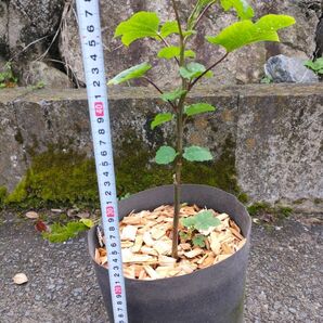 【植え替え済み、小苗】ラズベリー(ウルトララズベリー)苗木 ①