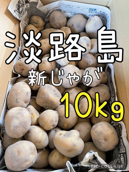 淡路島 新ジャガ 10キロ きたあかり 掘りたて 送料込み