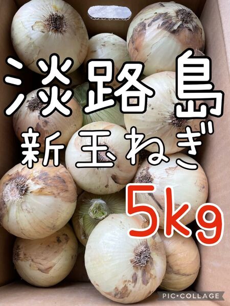 淡路島 新玉ねぎ 秀品 5キロ 送料込み!農家直送!