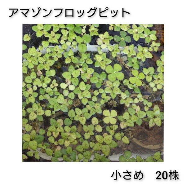 アマゾンフロッグピット 小さめ20株