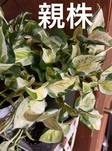 観葉植物 ポトス グローバル カット発根苗
