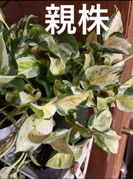 観葉植物 ポトス グローバル カット苗