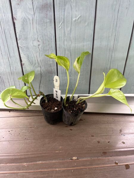 観葉植物 ポトス テルノ エスプリ &テルノ ヒミコ セット