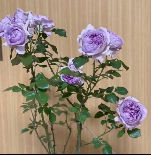 リラバラ苗 花蕾付き