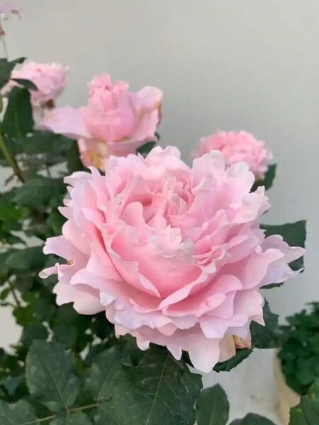 バラ苗 蕾付き バラ