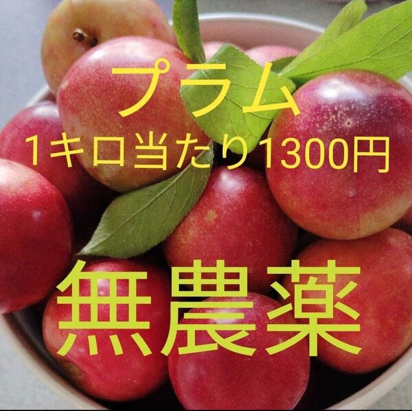 新鮮!無農薬プラム1キロ 1300円