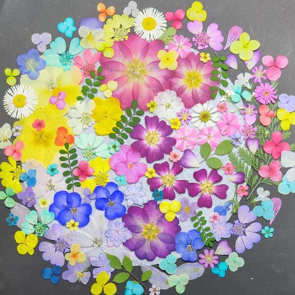 押し花素材 643