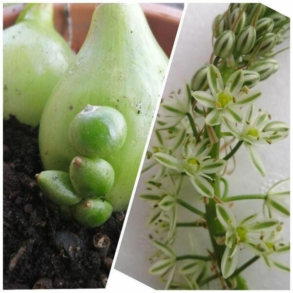 【赤ちゃん球根4個】オーニソガラムコーダツム 4粒 珍し多肉系観葉植物