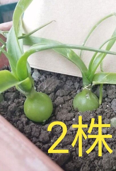 【6㎝前後抜き苗2株 】オーニソガラムコーダツム抜き苗+赤ちゃん球根サービス! 各種追加可能