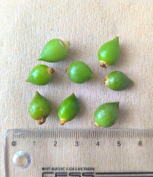 【赤ちゃん球根4個】オーニソガラムコーダツム 4粒 珍し多肉系観葉植物