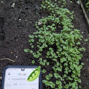 【本年産たっぷり】 のらぼう菜の種 5gほど(ペットボトルキャップ1杯分、数えられないほど)