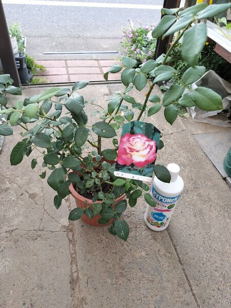 聖火 6号鉢植え バラ苗 四季咲き大輪系 ハイブリッドティーローズ 処分品 来年用に
