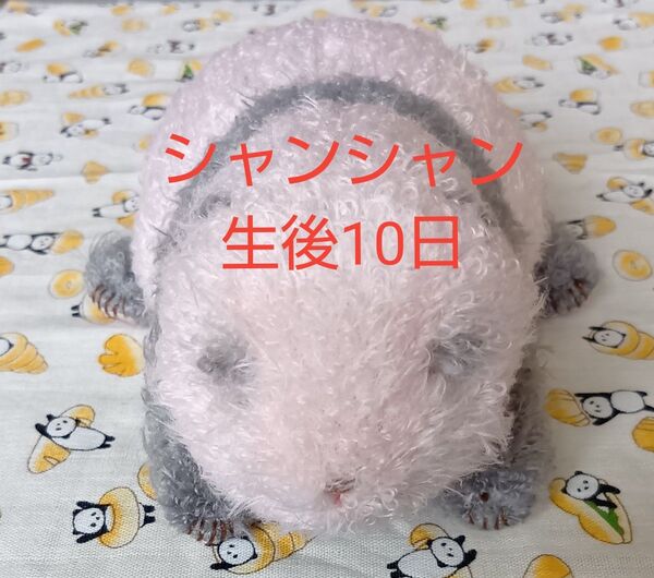 シャンシャン ぬいぐるみ 生後10日 香香 パンダ 上野動物公園 10日目 ガーゼボディケアにも