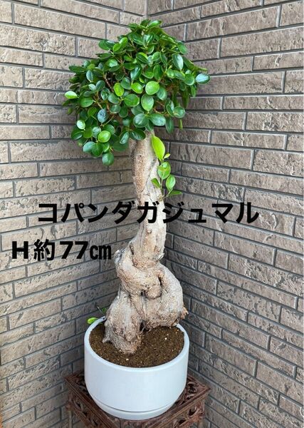 【現品】1点物/コパンダガジュマル【鉢込、下皿付/8号相当】