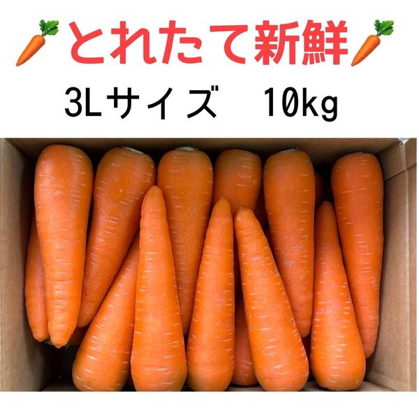 新鮮な柔らかい大きな 人参 3Lサイズ 10kg 農家直送