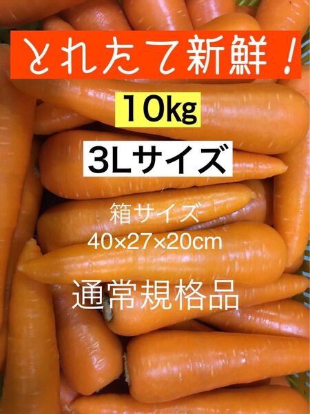 13.砂地栽培 新鮮な柔らかい大きな 人参 3Lサイズ 10kg 農家直送