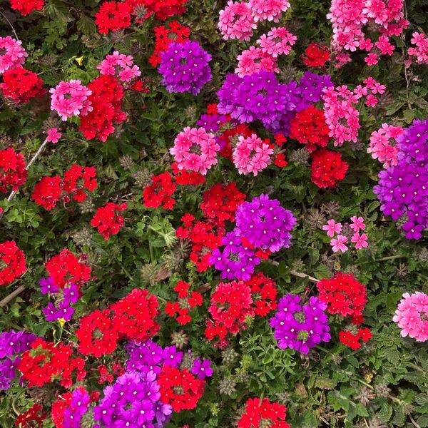 宿根バーベナ 花手毬 はなてまり苗 3苗で3色 鮮やかな赤、紫、ピンク