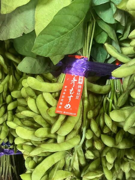 新潟県弥彦産枝豆 やひこむすめ 枝付き約500g×5束