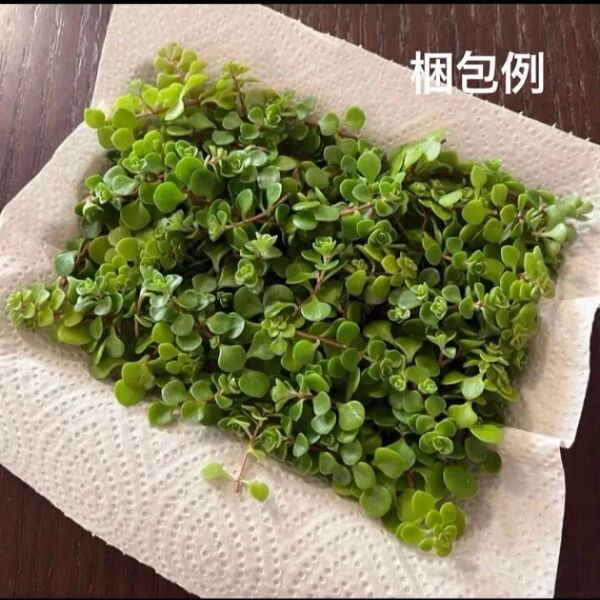多肉植物セダム カット苗 2種類 丸葉万年草