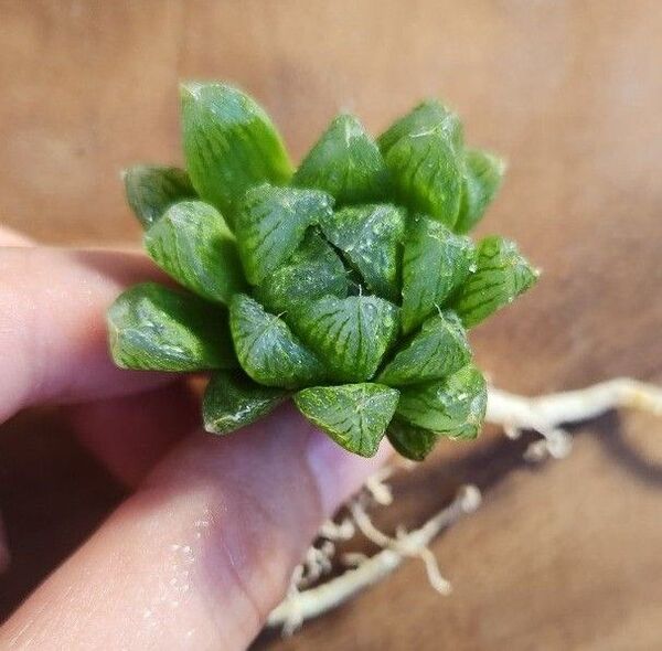 ハオルチア 光オブツーサ 抜き苗発送 多肉植物