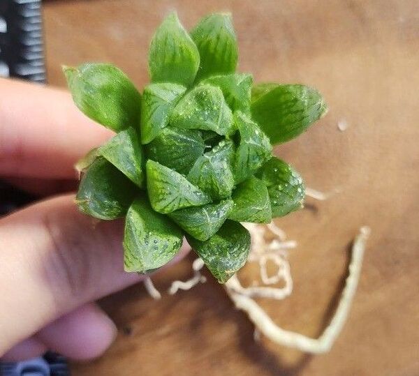 ハオルチア 光オブツーサ 抜き苗発送 多肉植物