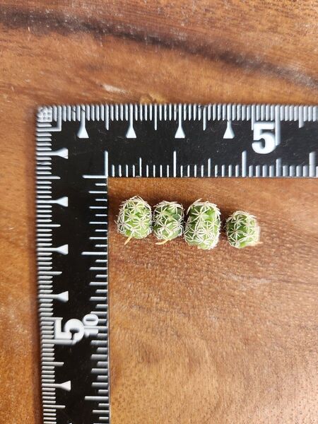 銀手鞠 カキコ 4個 微発根