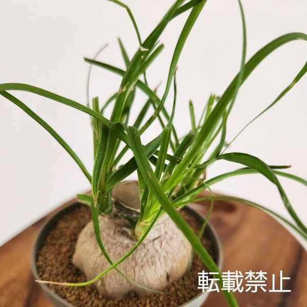 トックリラン ポニーテール 抜き苗 塊根植物