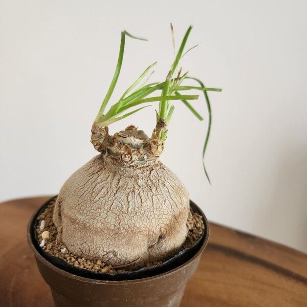 トックリラン ポニーテール 抜き苗 塊根植物