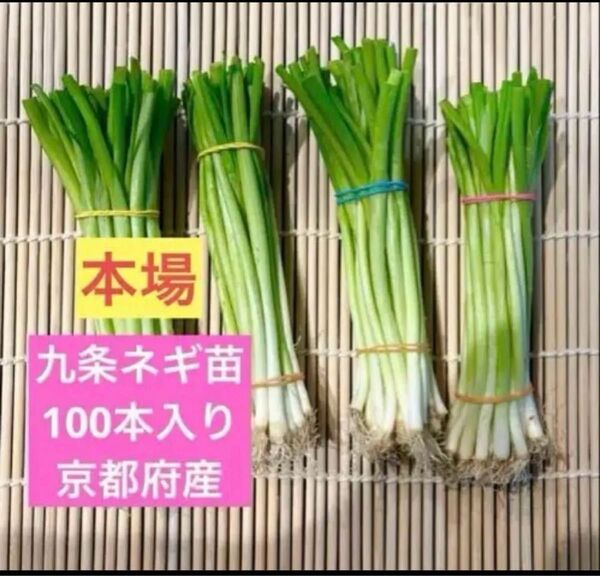 京都府産 九条ネギ苗 100本 家庭菜園や畑に!甘くて柔らか