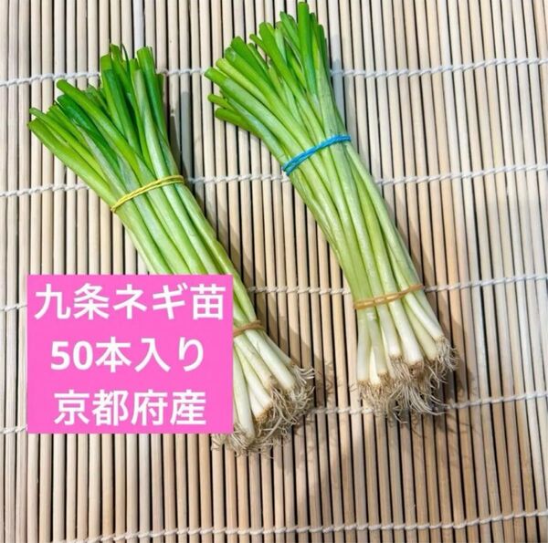 京都府産 九条ネギ苗 50本 家庭菜園や畑に!甘くて柔らか
