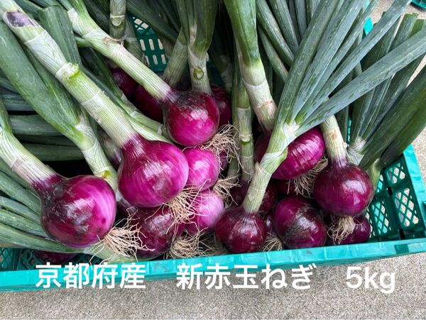 京都府産 新赤玉ねぎ5kg 無農薬