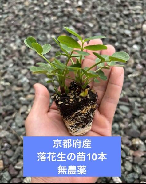 京都府産 無農薬 落花生の苗10本