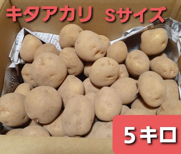 じゃがいも キタアカリ Sサイズ 5キロ