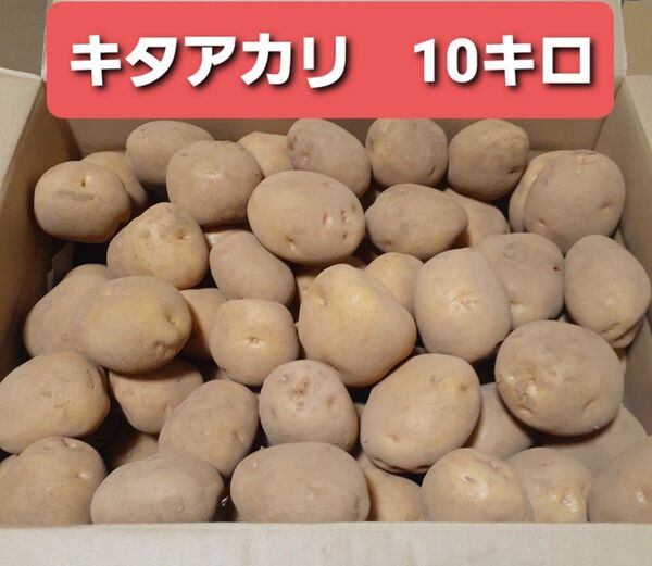 じゃがいも キタアカリ 10キロ