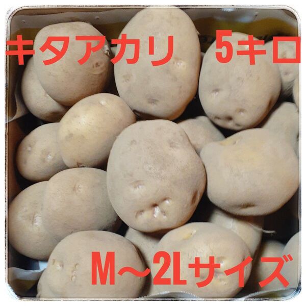 じゃがいも キタアカリ 5キロ