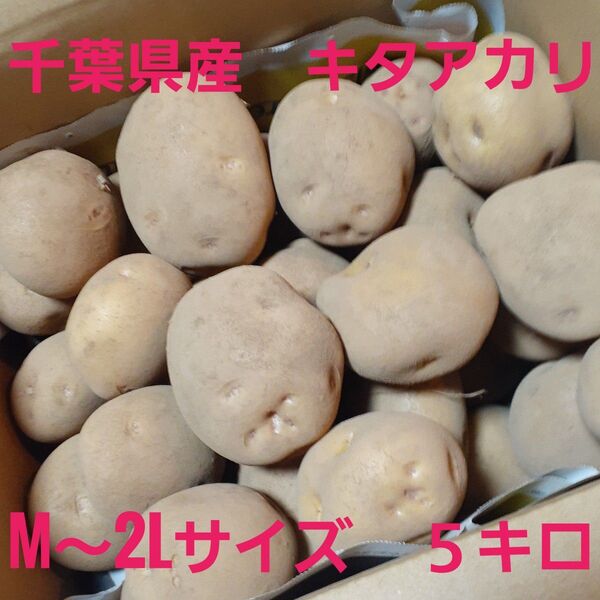 じゃがいも キタアカリ m~2Lサイズ 5キロ