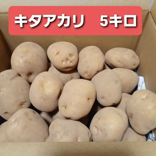 じゃがいも キタアカリ 5キロ