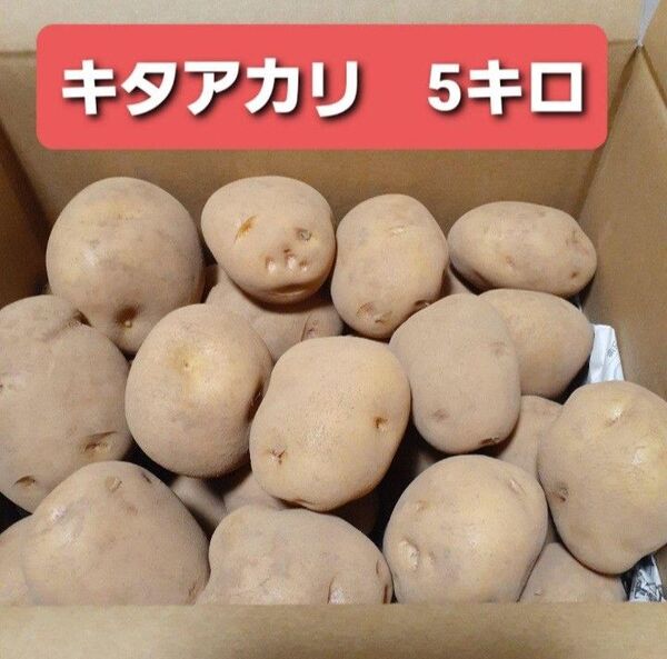 じゃがいも キタアカリ 5キロ